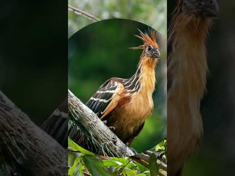 the Hoatzin bird &quot;the secret behind the nickname Stinkbird&quot;
