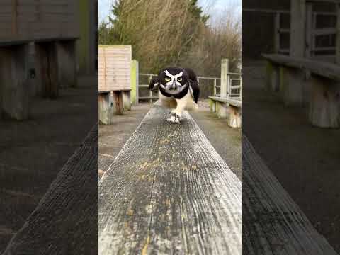 Adorable Owl Running