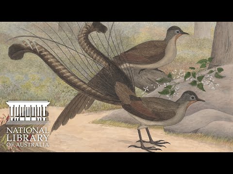 Fellowship presentation l Bird lovers: A History of Birdwatching Passions