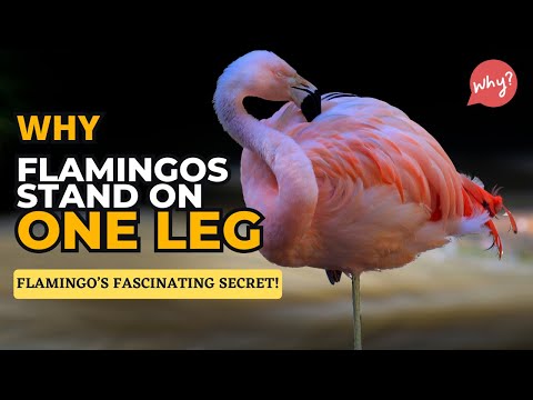 Why Do Flamingos Stand on One Leg? Flamingo Behavior Explained!