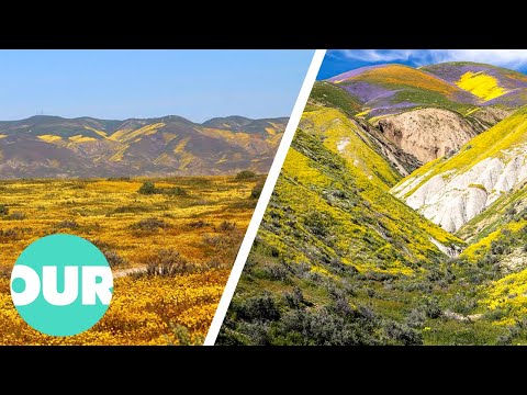 What Happened To The Wildlife Of Carrizo Plain In California? | Our World