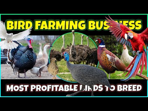 Most Profitable Birds to Breed | Best Bird Farming Businesses | Aviculture