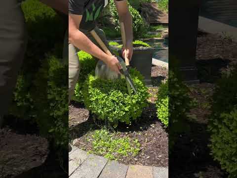 # #oddlysatisfying #satisfying #spring #diy #buxus #topiary #beforeandafter #hedgetrimming