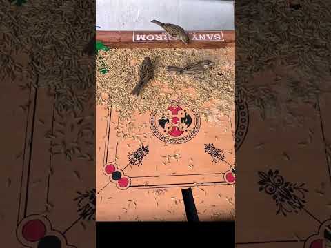 Elegant Aviary: Exploring the Beauty of Birds Through Bird Feeding#viralvideo #youtubeshorts #birds