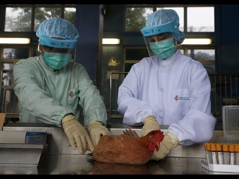 First New Bird Flu Case in Humans Confirmed