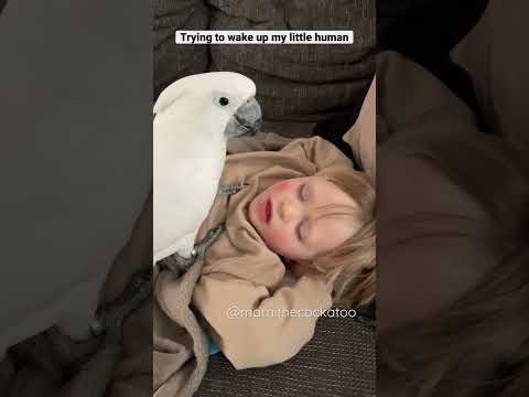 When Marni the Cockatoo wants to wake up his human brother Rémi. 👦