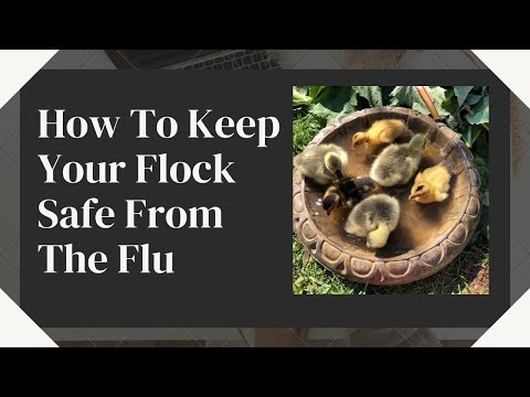 How To Prevent The Bird Flu From Affecting YOUR Flock-Tips for Keeping Healthy chickens