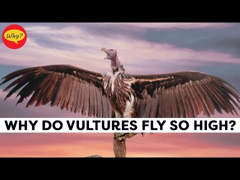 Why do vultures fly so high?/ Fascinating facts #58| Why Things Happen