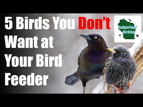 5 Common Backyard Birds You DON&#039;T WANT at Your Bird Feeder