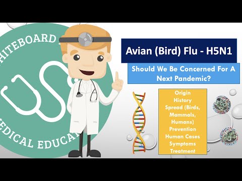 Bird Flu (Avian) H5N1 - Should We Be Concerned - Full Review (Origin, Spread, Human Cases, Symptoms)