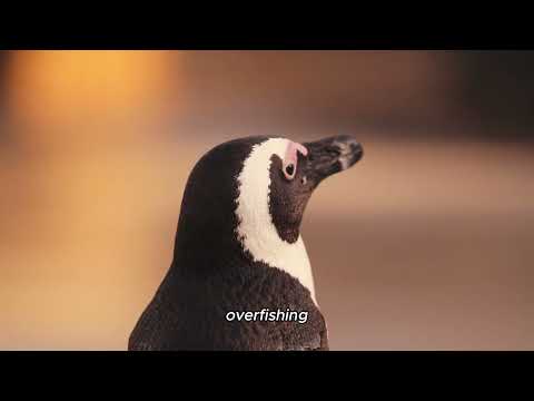 Penguins of the World: A Global Tour of Different Penguin Species