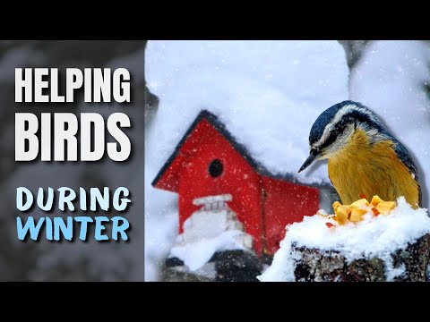 The Right Way on How to Help Birds During Winter