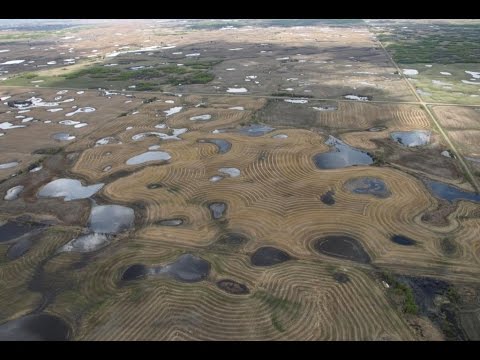 Mitigating Potential Impacts of Neonicotinoid Insecticides on Wetland Ecosystems