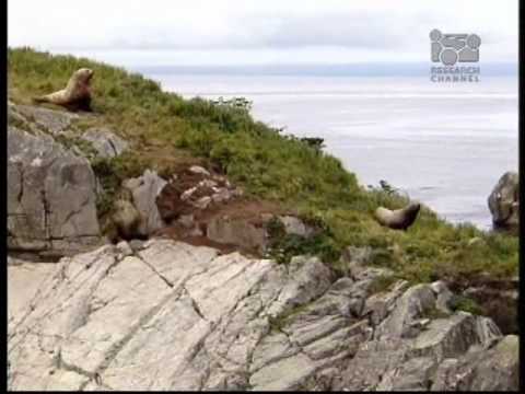 Steller Sea Lions In Jeopardy