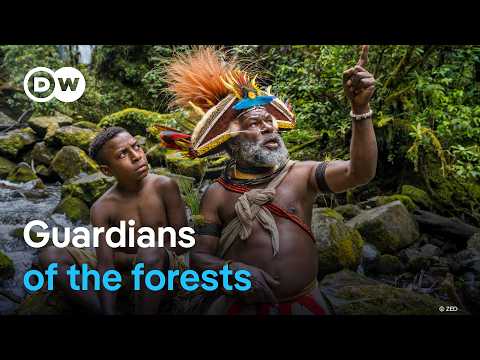 Exploring the rainforest of Papua New Guinea | DW Documentary