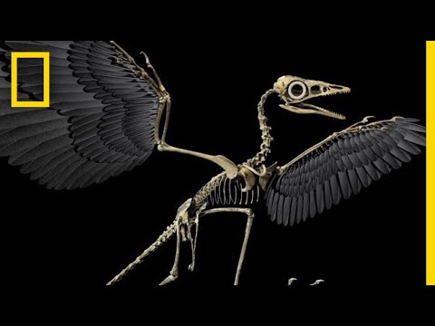 Are Birds Modern-Day Dinosaurs? | National Geographic