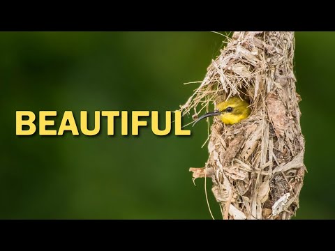 🕊️ A Glimpse into the Hidden Life of Birds | Nature’s Sweet Symphony!!