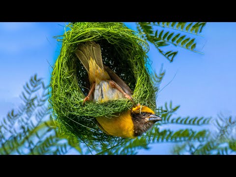 Avian Engineering: A Journey into Bird Nesting (EP 01)