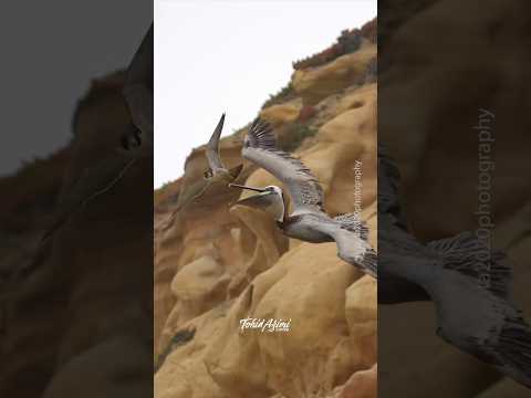 Crazy Peregrine Falcon attacking a Pelican for flying too close to her Nest. #falcons #peregrine