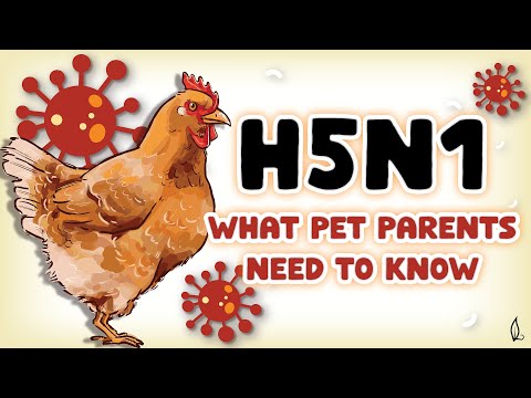 Bird Flu Explained By A Veterinary Professional