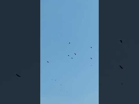 The Secret Lives of Birds