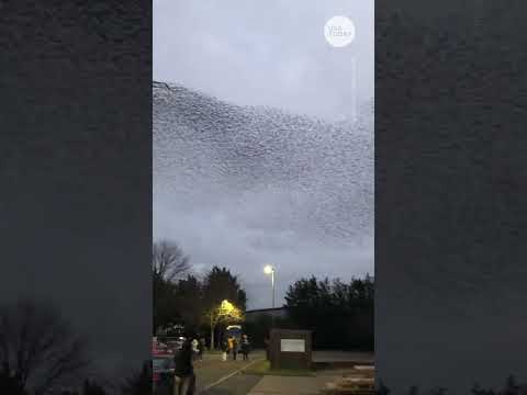 Mesmerizing murmuration of starlings flies across UK sky | USA TODAY #Shorts