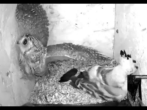 &quot;WHO&#039;S IN MY HOUSE?!&quot; Madarles - Live Bird Cams. 15 May 2023