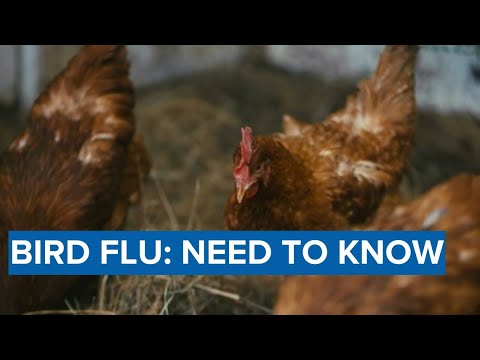 Bird flu in California Explained: Experts break down what you need to know