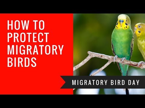 How To Protect Migratory Birds (World Migratory Bird Day)