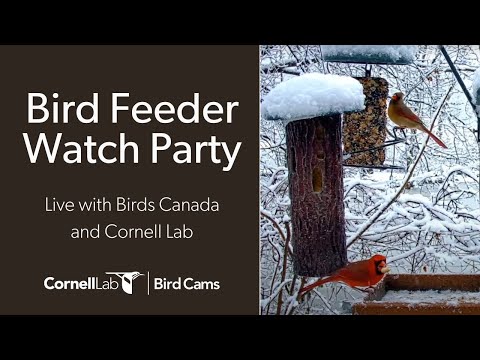 Bird Feeder Watch Party LIVE with Birds Canada and the Cornell Lab: Tuesday, December 17