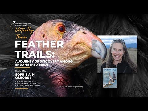 FEATHER TRAILS: JOURNEY OF DISCOVERY AMONG ENDANGERED BIRDS - PRESENTER SOPHIE OSBORNE 11/12/24