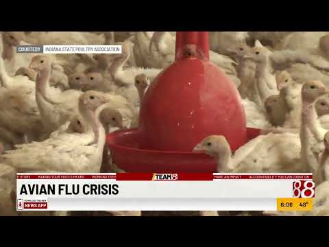 Avian flu crisis