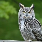 Unexpected Visitor: Bird Flu Strikes a Great Horned Owl in North Carolina