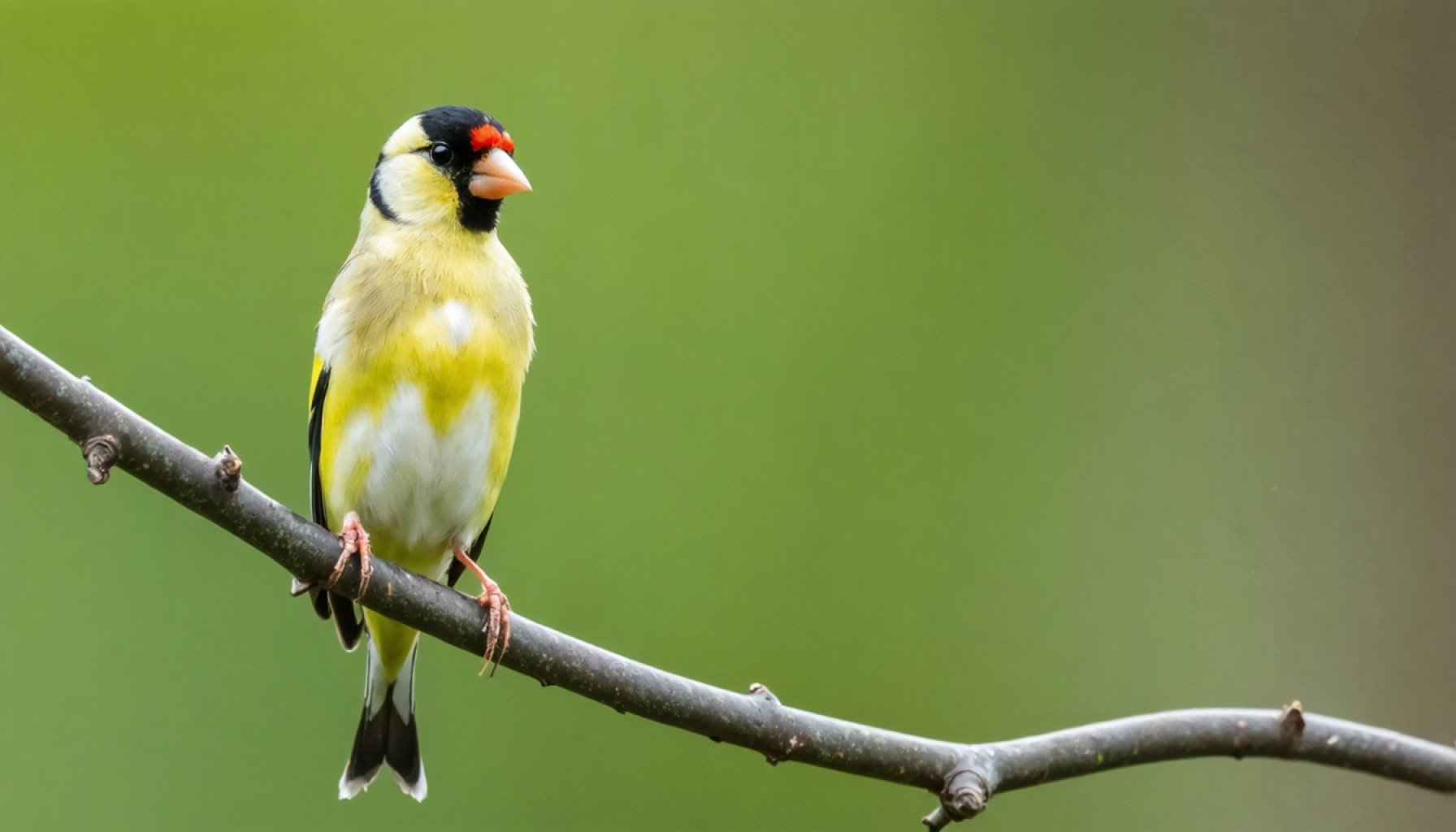 Verbazingwekkende Mexicaanse Vink-trek: Hoe Eén Kleine Vogel Twee Landen Verbond