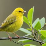 The Symphony of Survival: How Yellow Warblers Adapt to Human Noise in the Enchanted Isles
