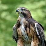 The Urban Jungle: A Red-Tailed Hawk’s Unexpected Drama in Philadelphia