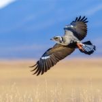 Witnessing Nature’s Marvel: A Rare Encounter at Wyoming’s Birding Haven