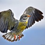 Silent Wings: The Unexpected Crisis Decimating Virginia’s Wild Birds