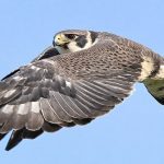 Noslēpums debesīs: Traģiskā nāve Kristčērčas priorejas putnu klēpja falconiem
