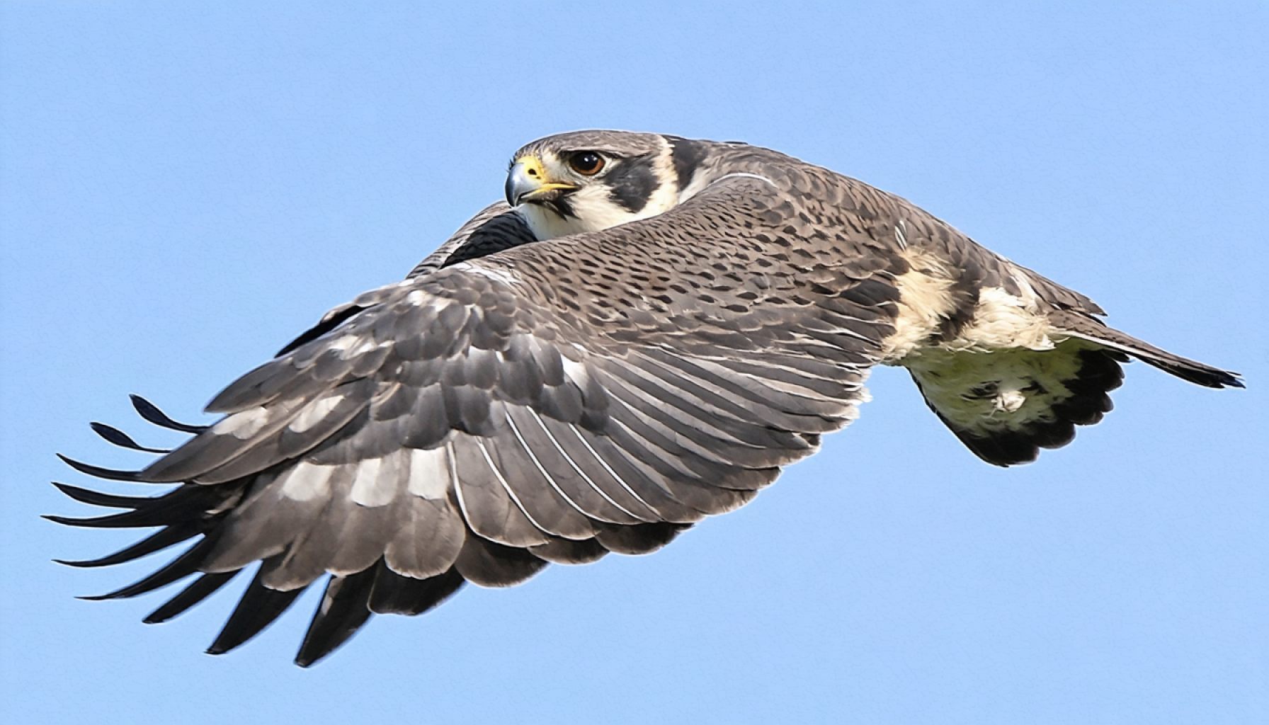 Mystery in the Skies: Tragic Demise of Christchurch Priory's Peregrine Falcons