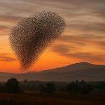 Valle de Sonoma Atónito por la Hipnotizante Murmuración de Estorninos: ¡Ten tus Fotos Presentadas a Continuación