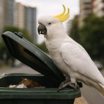 Australian Cockatoos Are Outwitting Us—Here’s How These Birds Became Urban Survival Geniuses in 2025